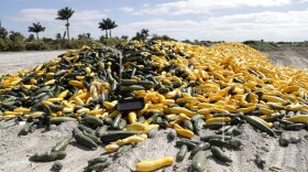 Pile of ripe squash on the road
