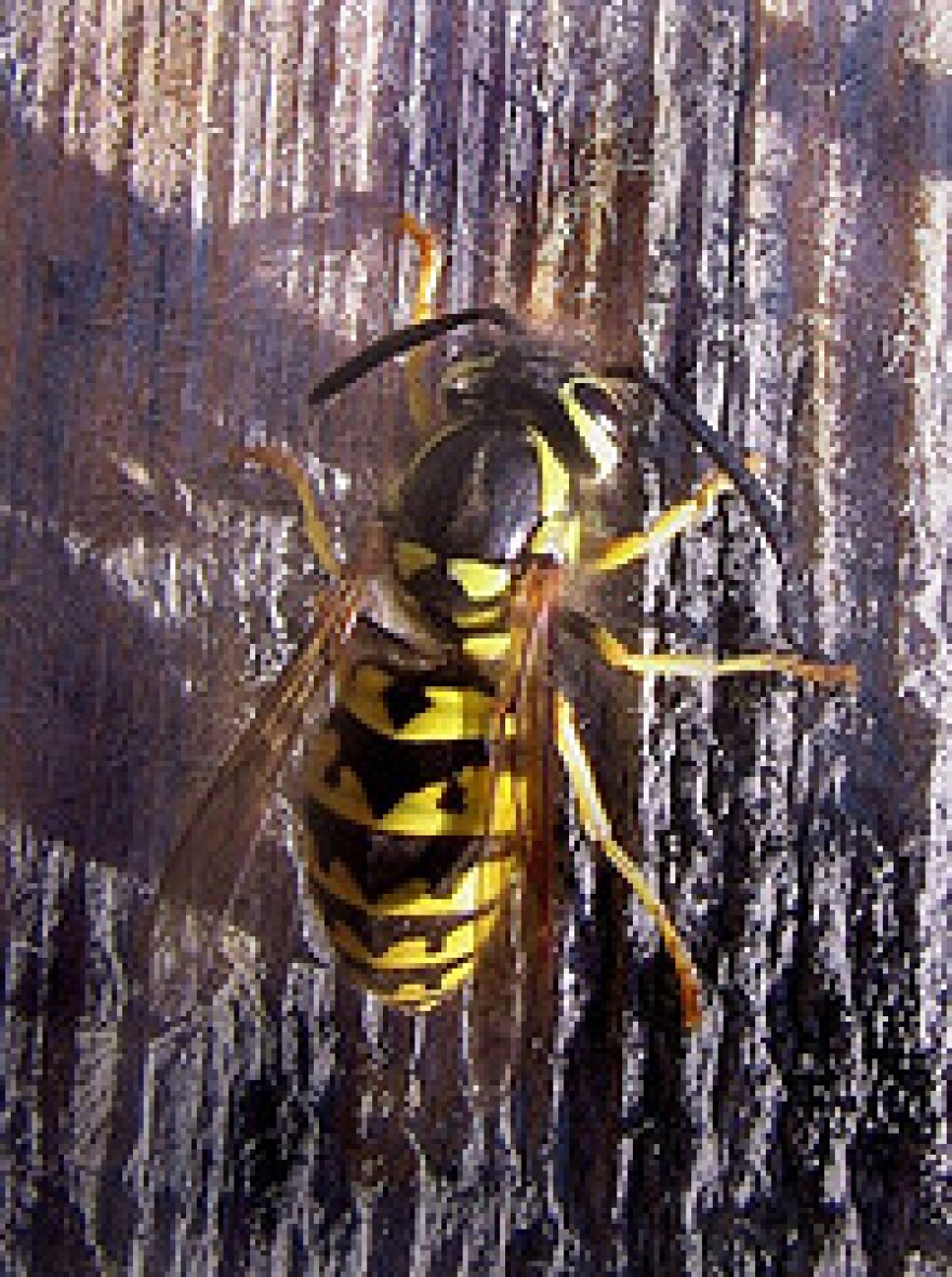 Yellow Jacket on Wood