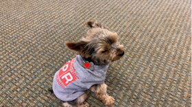 Denny the Library Dog shows her support for Interlochen Public Radio