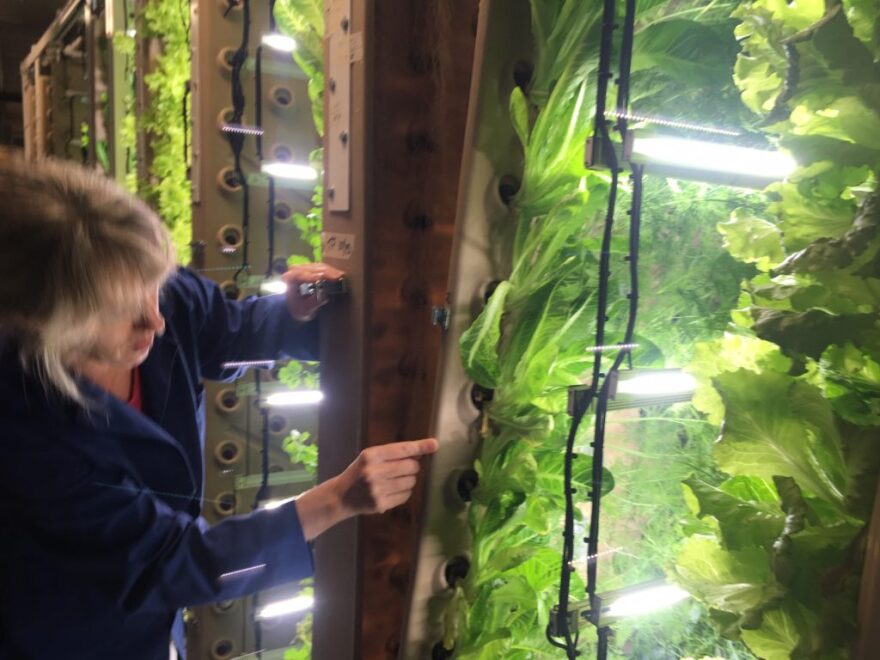 Amy Erfling peeks into the interior of one of the aeroponic garden’s panels. (Claire Stremple/KHNS)
