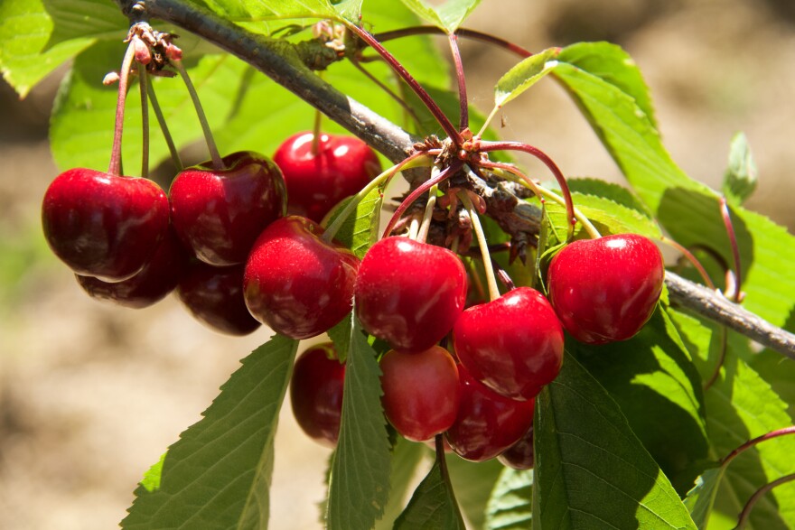 Cherries