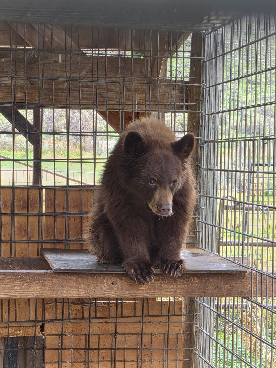 A small black bear sits on a shelf in a cage.