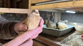 John Hancock of Happy Wife Acres holds a quail in his left hand in front of a cage of other quail on their farm.