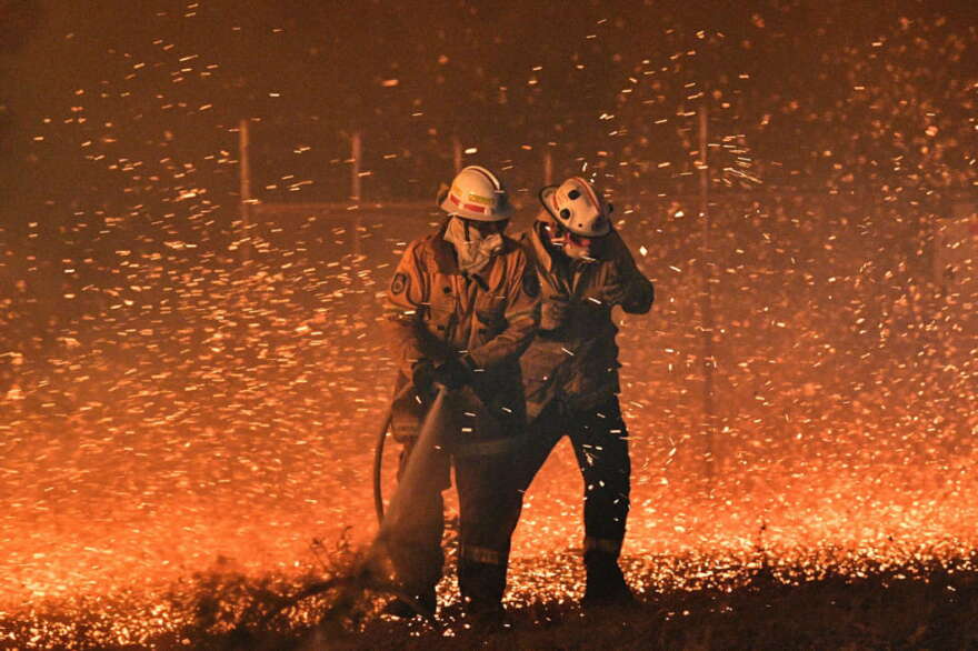Australia wildfires destroyed almost half the koala species in Kangaroo Island. Photo: NPR News