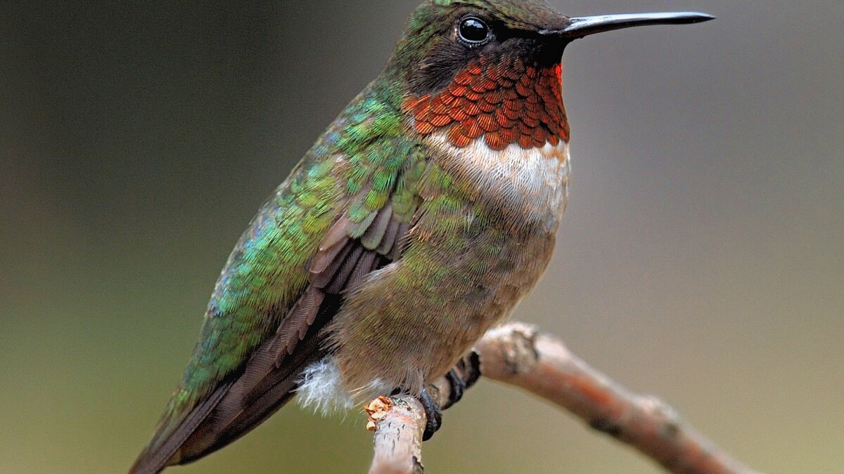 How Do Hummingbirds Migrate? | WXPR