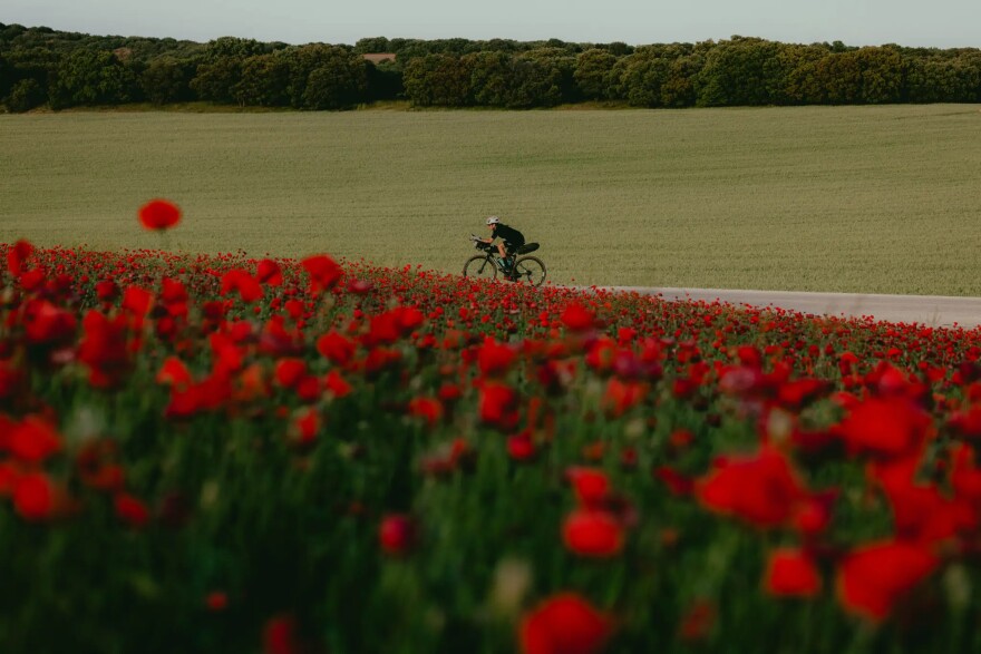 a field of red flowers with a woman biking from the profile on a road behind the field