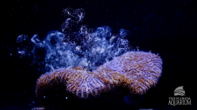 The Florida Aquarium recently announced they had induced Atlantic coral to spawn in a laboratory for the first time. 