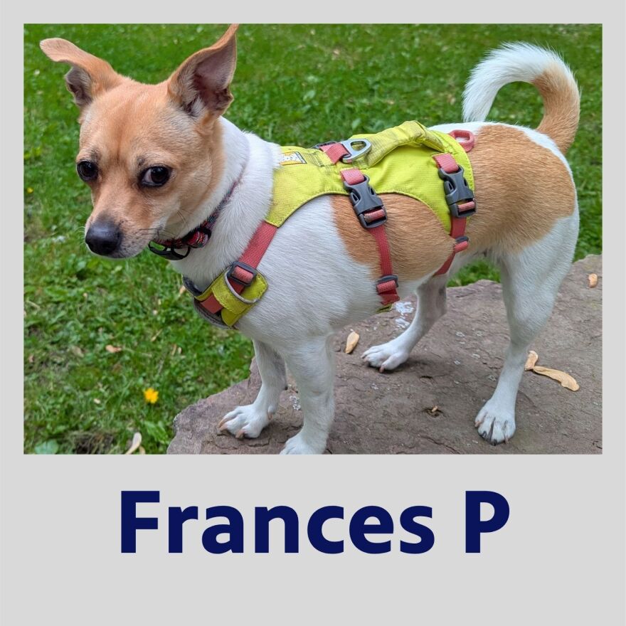 Photo of Frances P the dog in a polaroid frame with his name in bold blue text underneath