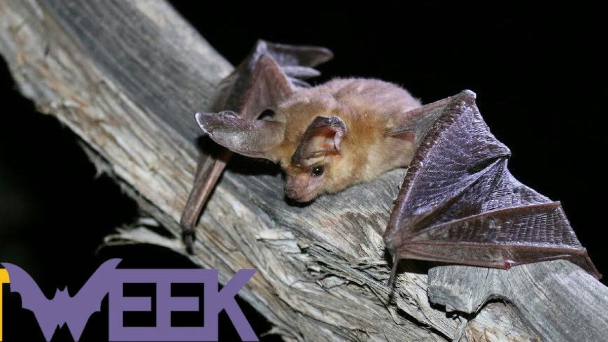National Bat Week ~ Author Matthew Batt and 'The Last Supper Club' - Vimarsana News