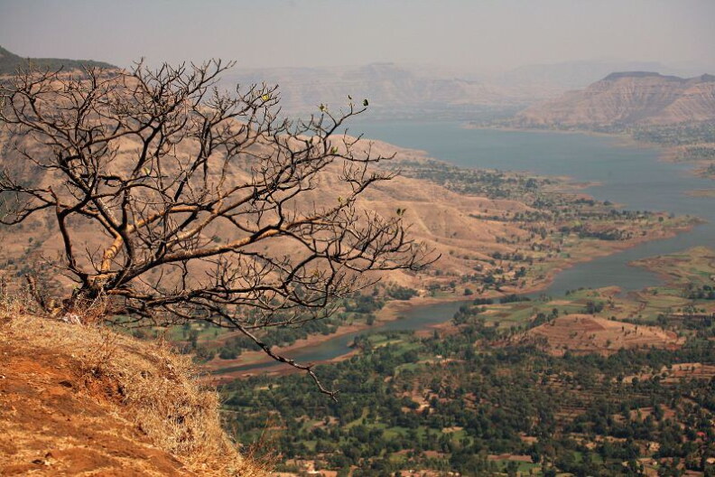 A bare shrub sticks out of a hilltop over a green and brown landscape.