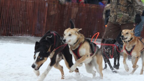 Musher Frank Haberman's dogs kick off at the start of the 2023 Fur Rondy Open World Championship Sled Dog Races. (Wesley Early/Alaska Public Media)
