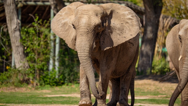 Stephanie, the matriarch of the Sedgwick County Zoo's elephant herd, died Oct. 8. At 55, she was the third-oldest African elephant in North America.