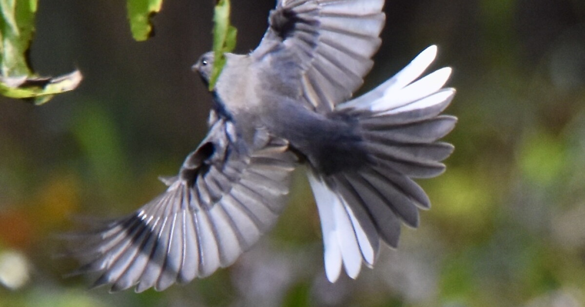 Merchant Bird Students 'catch' birds using Merlin Bird ID app | KAXE