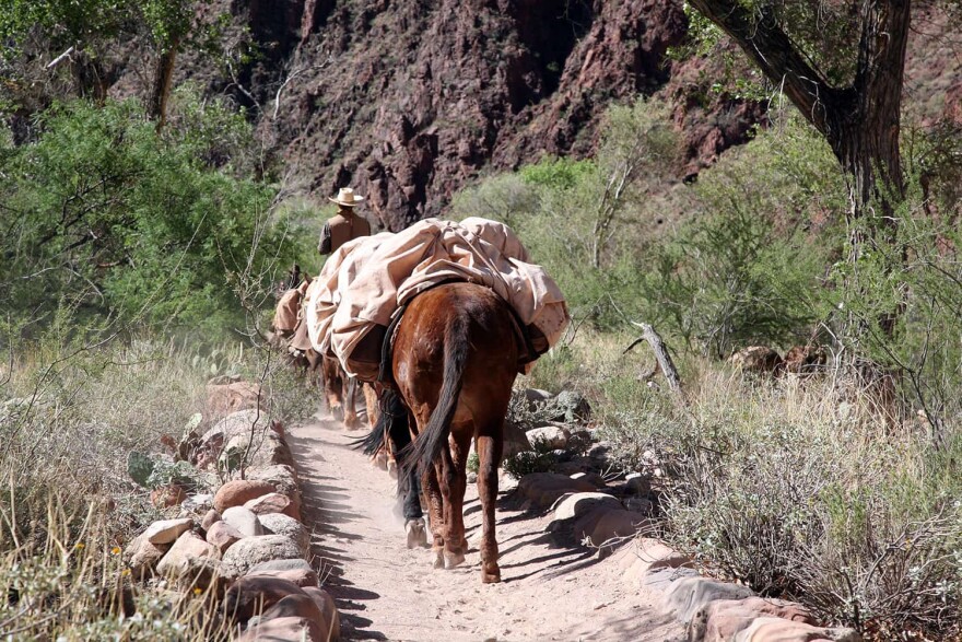 Pack mules