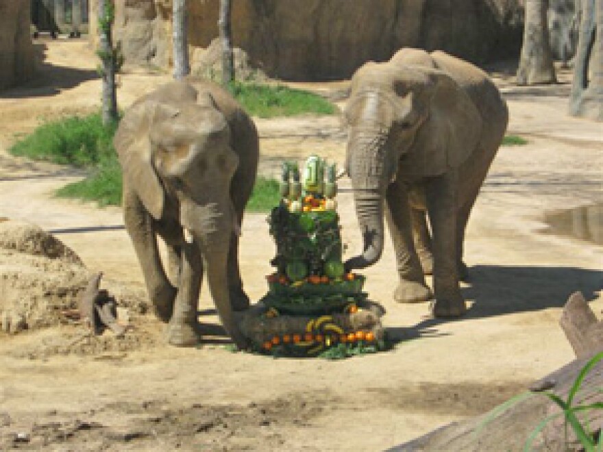 Gyspy (l) and Jenny (r) inspect the Savanna's birthday cake, which they proceeded to eat.
