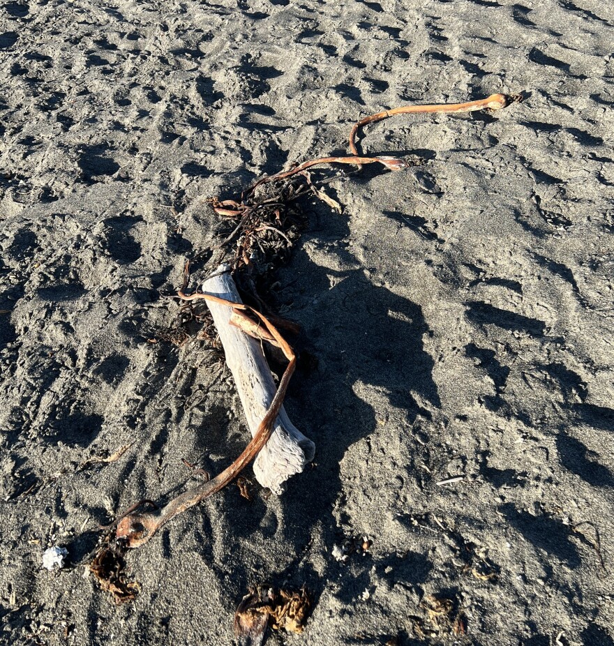 A strand of bull kelp washed up on the beach at Mackerricher Park