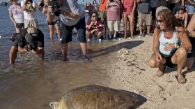 Bette Zirkelbach from the Turtle Hospital, right, watches Splinter the green sea turtle return to the ocean in Key West.
