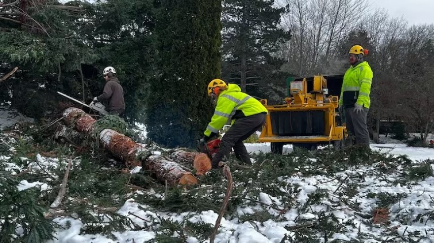 Two people in safety gear with chainsaws work to cut op a downed tree, while another looks on.