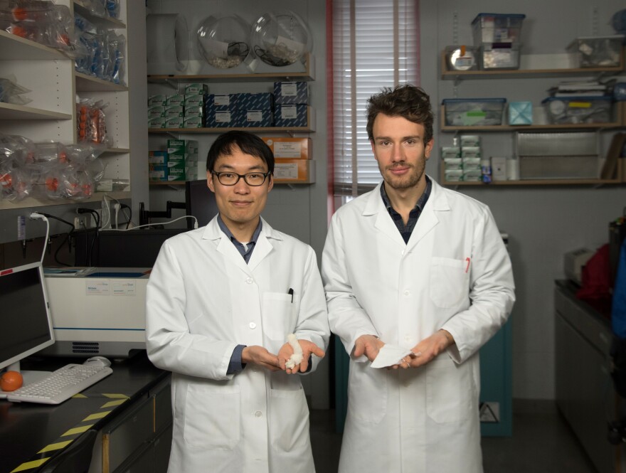 Graduate research scientists Seungkuk Ahn (left) and Christophe Chantre (right) hold nanofiber scaffolds in their lab at Harvard. Their goal is to develop an inexpensive material that can close big wounds with little scarring.