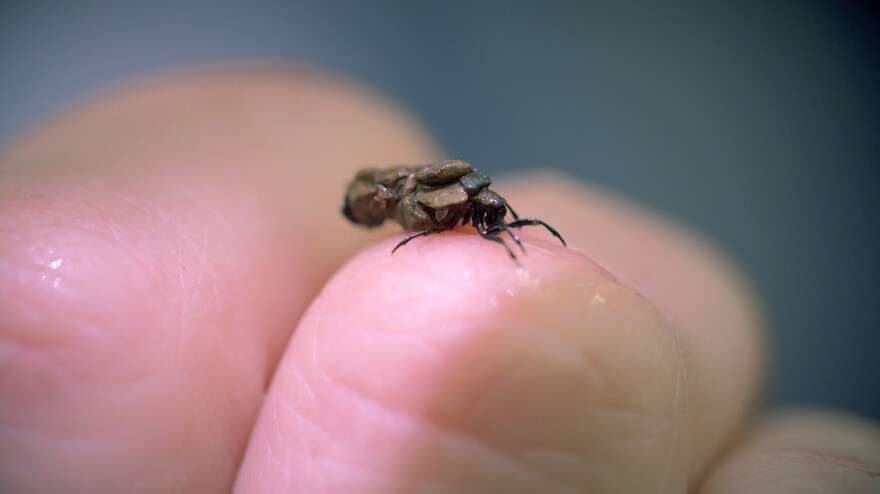 A caddis fly larva doesn't need its sticky tape to perch on a human finger.
