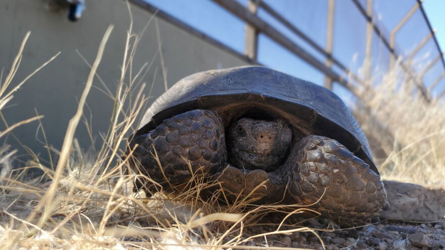 Desert Tortoise Wildlife Crossing