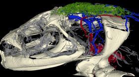 A microCT scan showing the skulls and vasculature of the Japanese common toad, Bufo japonicus.