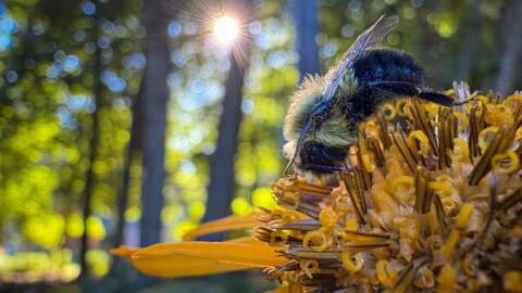 A bee rests on a Ligularia flower in the cool temperatures of an early fall morning in Mansfield, Connecticut.