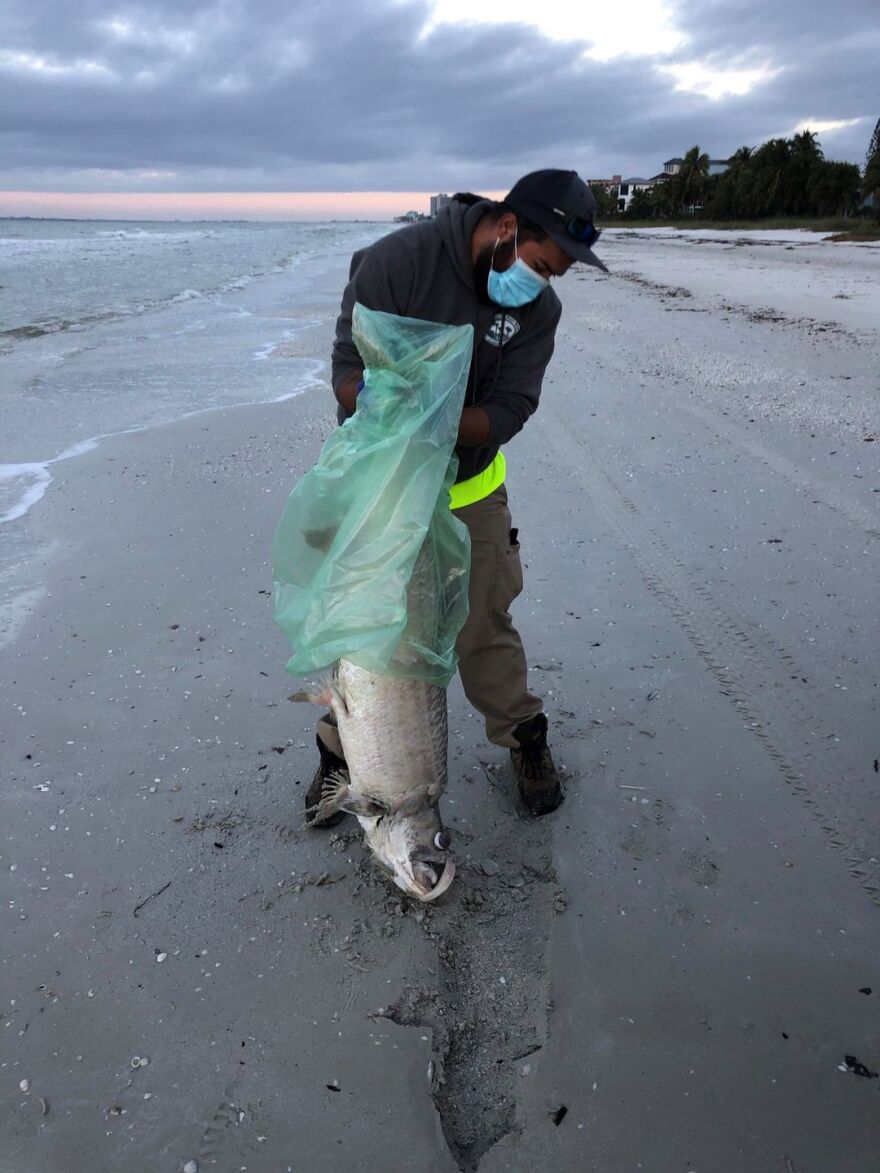 Calusa Waterkeeper posted a photo on its Facebook page Thursday showing a dead tarpon being removed from a Gulf coast beach.