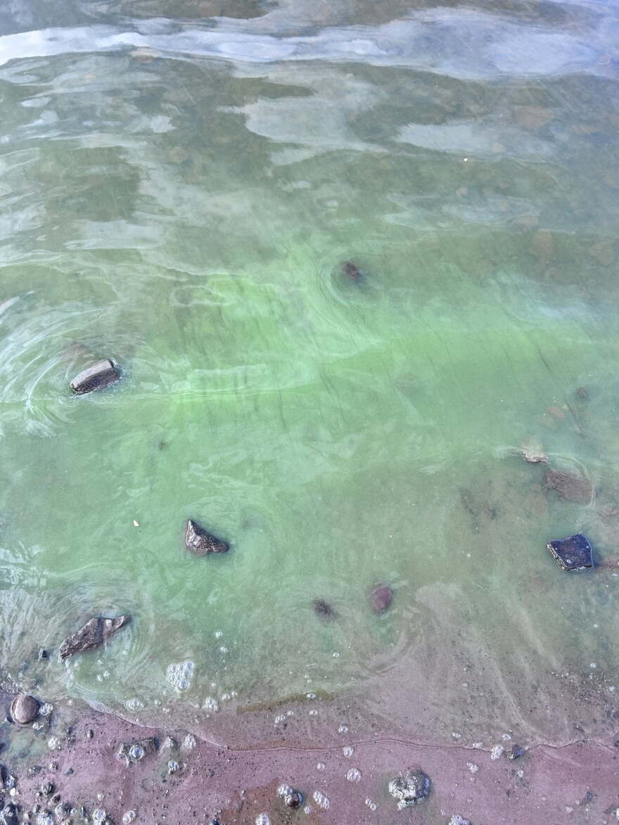 Blue green algae bloom on the Gile Flowage in Iron County