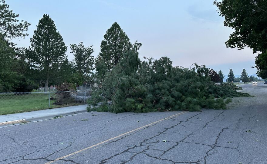 Downed trees near Big Sky High School in Missoula following a severe thunderstorm in the Missoula area. The storm knocked out power to thousands of people in the Missoula and Bitterroot Valleys.