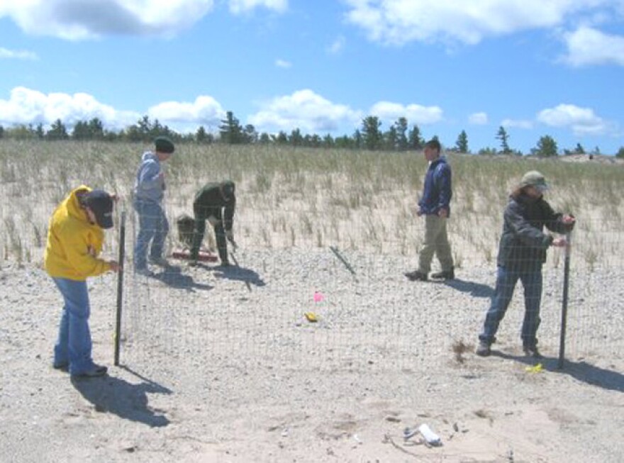 Volunteers put up an exclosure around a Piping Plover next along the shore of Lake Michigan.