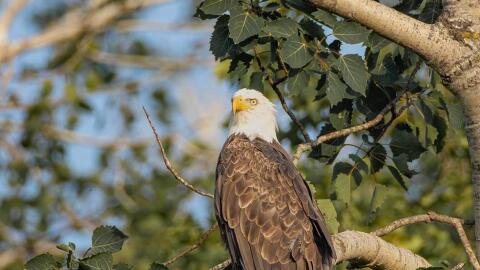 An American bald eagle