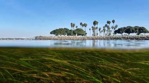Eelgrass sways in the current in San Diego's Mission Bay, Tuesday, Dec. 2, 2025.