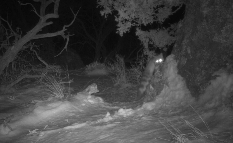 A black and white blurry picture taken at night shows a ringtail's eyes glowing like two little headlights, as if it is looking directly into the camera. It's a few feet away and small in the picture but its bushy ringed tail is very visible. The picture is taken in what looks like a small clearing with bushes, grass, dirt and a few trees. 