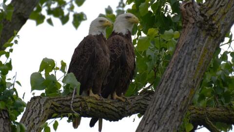 May of Lotus and Mr. President, the bald eagles whose nest failed in Washington DC. (Courtesy of Dan Rauch)