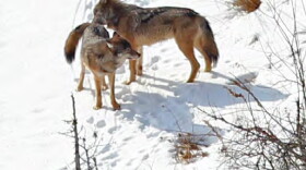 Researchers estimate just two wolves remain on Isle Royale.