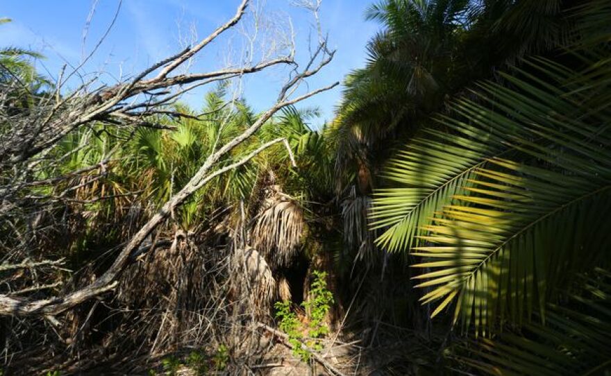 Trees in Fort De Soto Park
