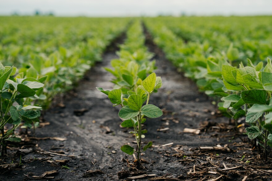 Acres of soybeans sprout at the Johnson family farm on Thursday, June 18, 2026, in Rankin, Illinois.