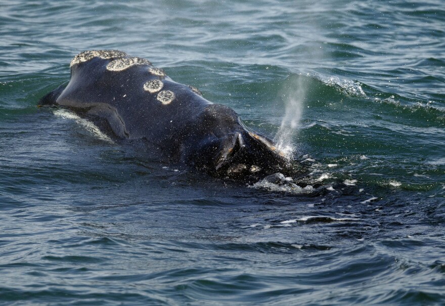 A North Atlantic right whale feeds on the surface of Cape Cod bay, March 28, 2018, off the coast of Plymouth, Mass.