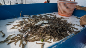 A pile of freshly-caught shrimp lays on a table on fisherman Donald Dardar's boat floating just south of Pointe-aux-Chenes, Louisiana.