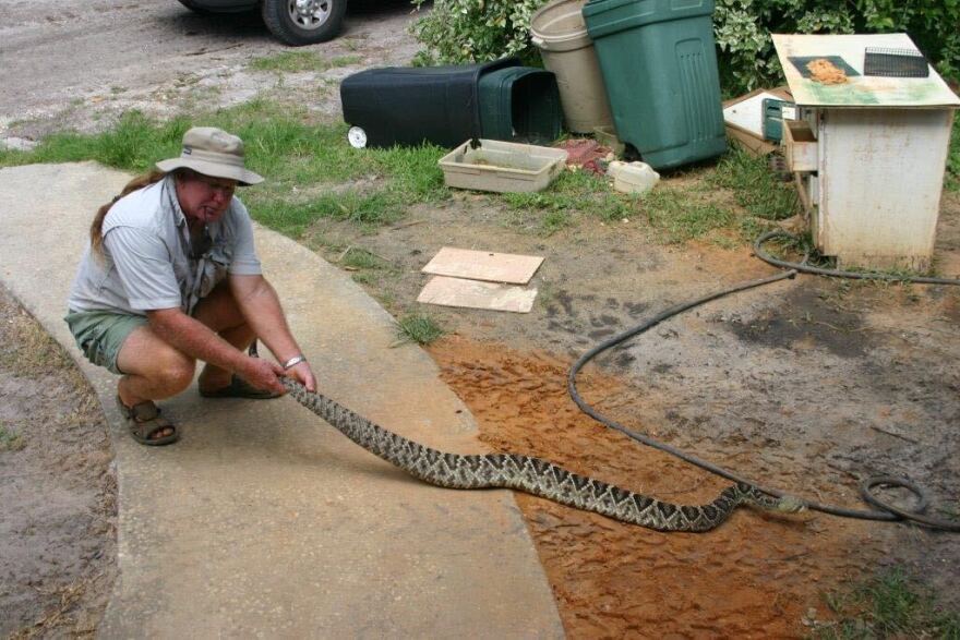 Man holds onto snake tail in backyard 