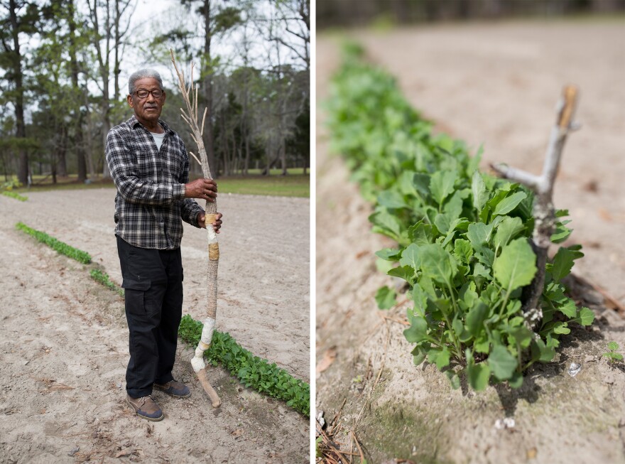 Grissett holds the dried-out stalk of one of his legendarily large collard green plants next to tiny sprouts grown from the same seeds.