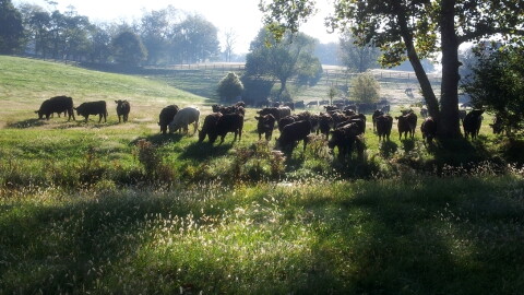 Beef cattle grazing in Jessamine County.