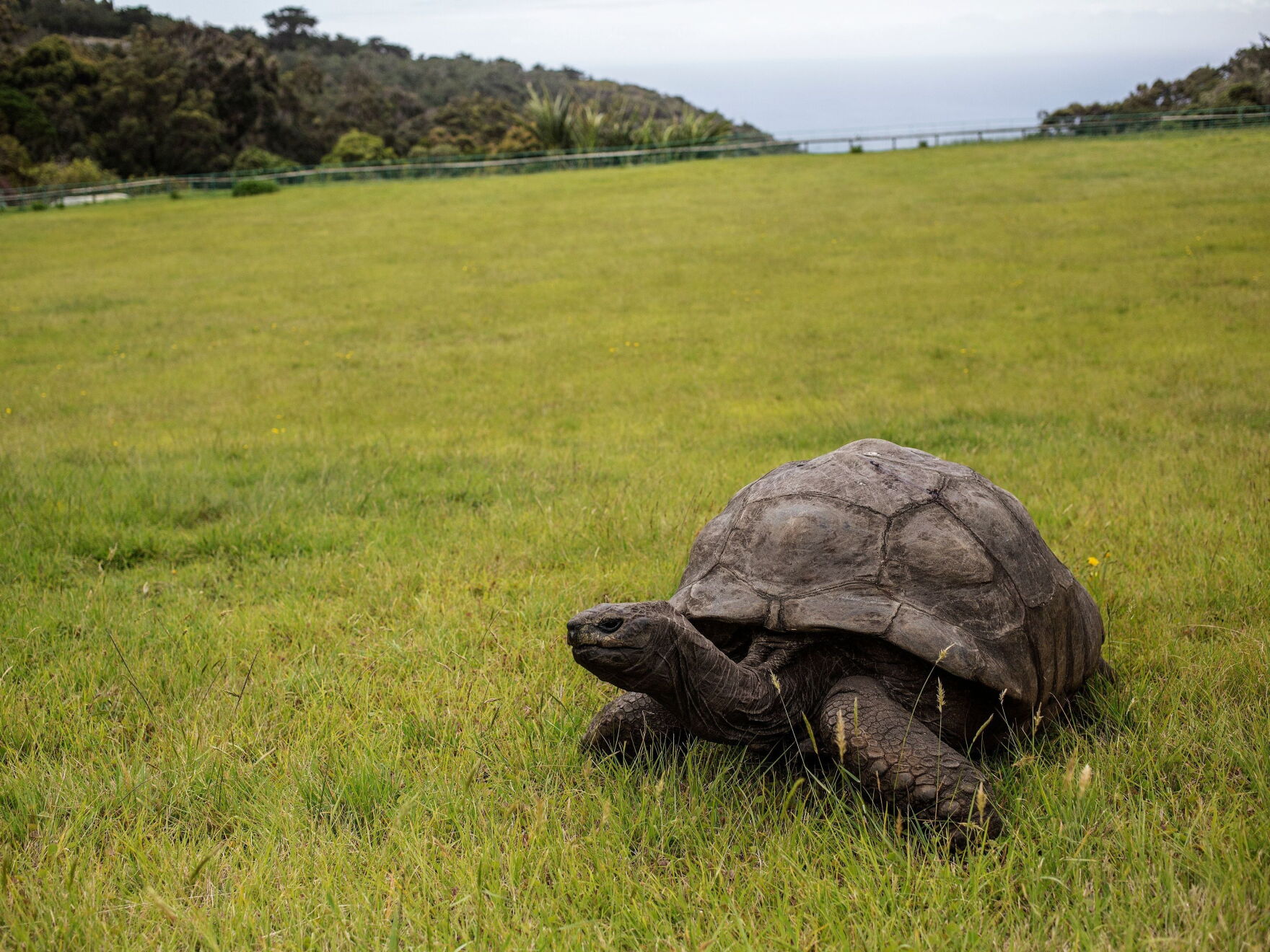 Genetic Secrets of a 194-Year-Old Tortoise Reveal Cancer Resistance