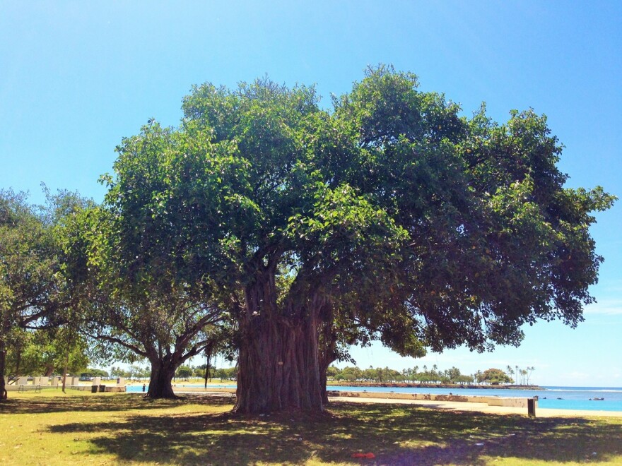 An exceptional banyan tree at Ala Moana Beach Park.