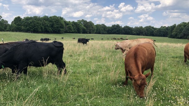 Black and Red Angus cattle graze in a pasture in Calloway County, Kentucky.