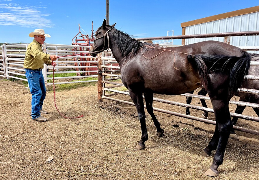 Rancher Lynn Ashley prepares a maiden mare to be bred