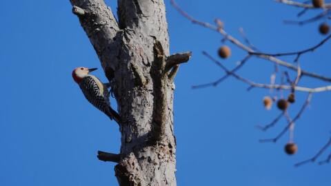 A red-bellied woodpecker stands in a tree Wednesday, Feb. 25, 2026, in Milford, Ohio. (Joshua A. Bickel/AP)