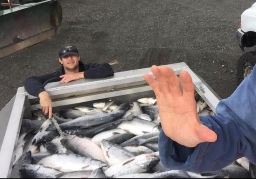 A bin full of Ekuk Beach silvers, chilling in refrigerated seawater prior to delivery. Ekuk fishermen say they had solid, steady action, and were glad to have a market with Alaska's Best Seafood. (Lance Spencer)