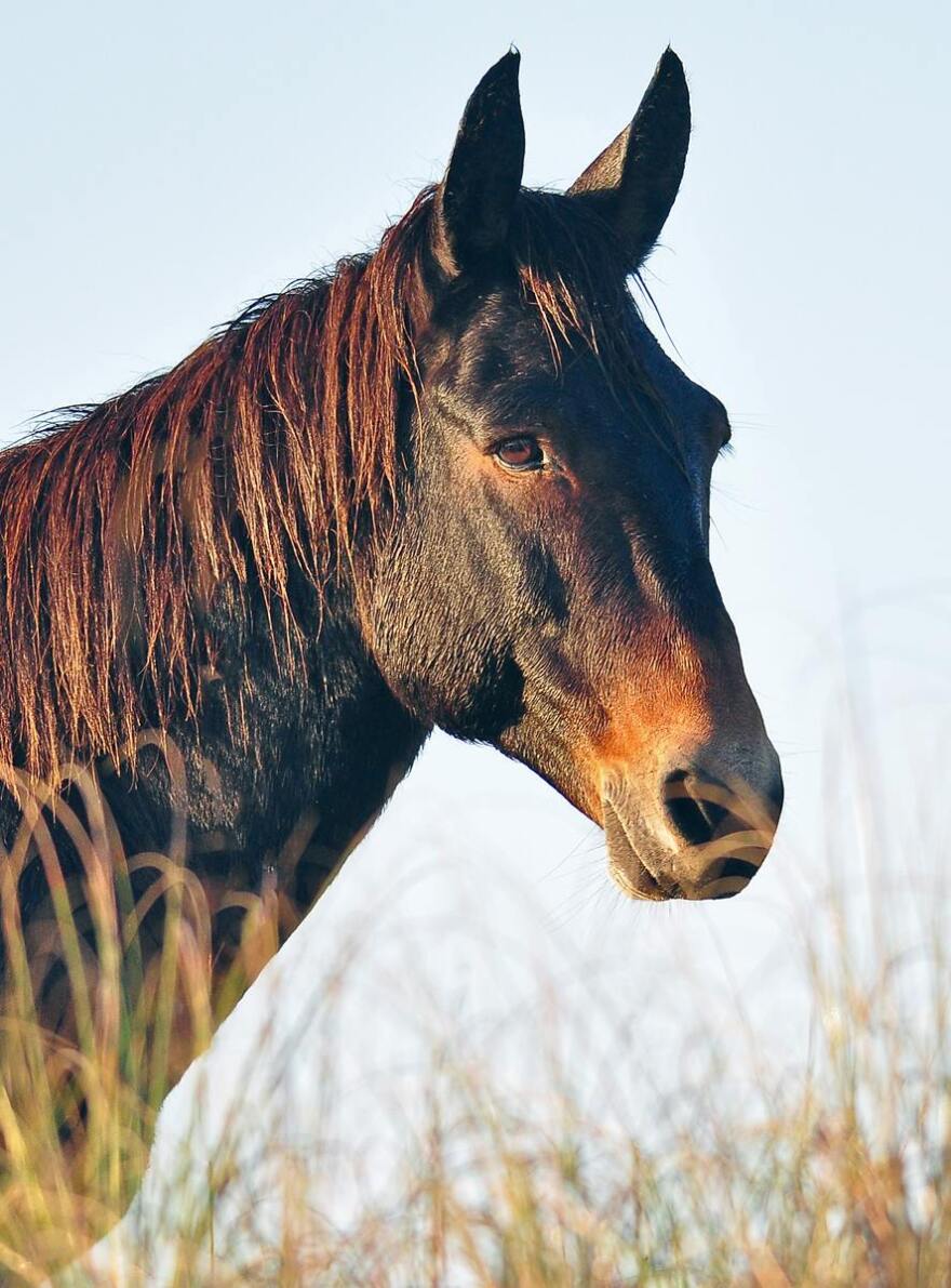 Raymond spent most of his life living in the wild with a harem of mares and helped raise foals, even though they weren’t biologically his -- mules are sterile -- while protecting his territory from other stallions.